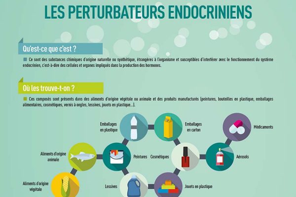 Infographie perturbateurs endocriniens